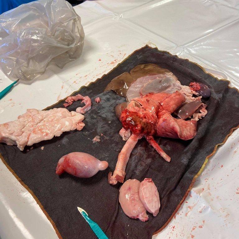 121029707_385830252443695_4087094697405262207_n