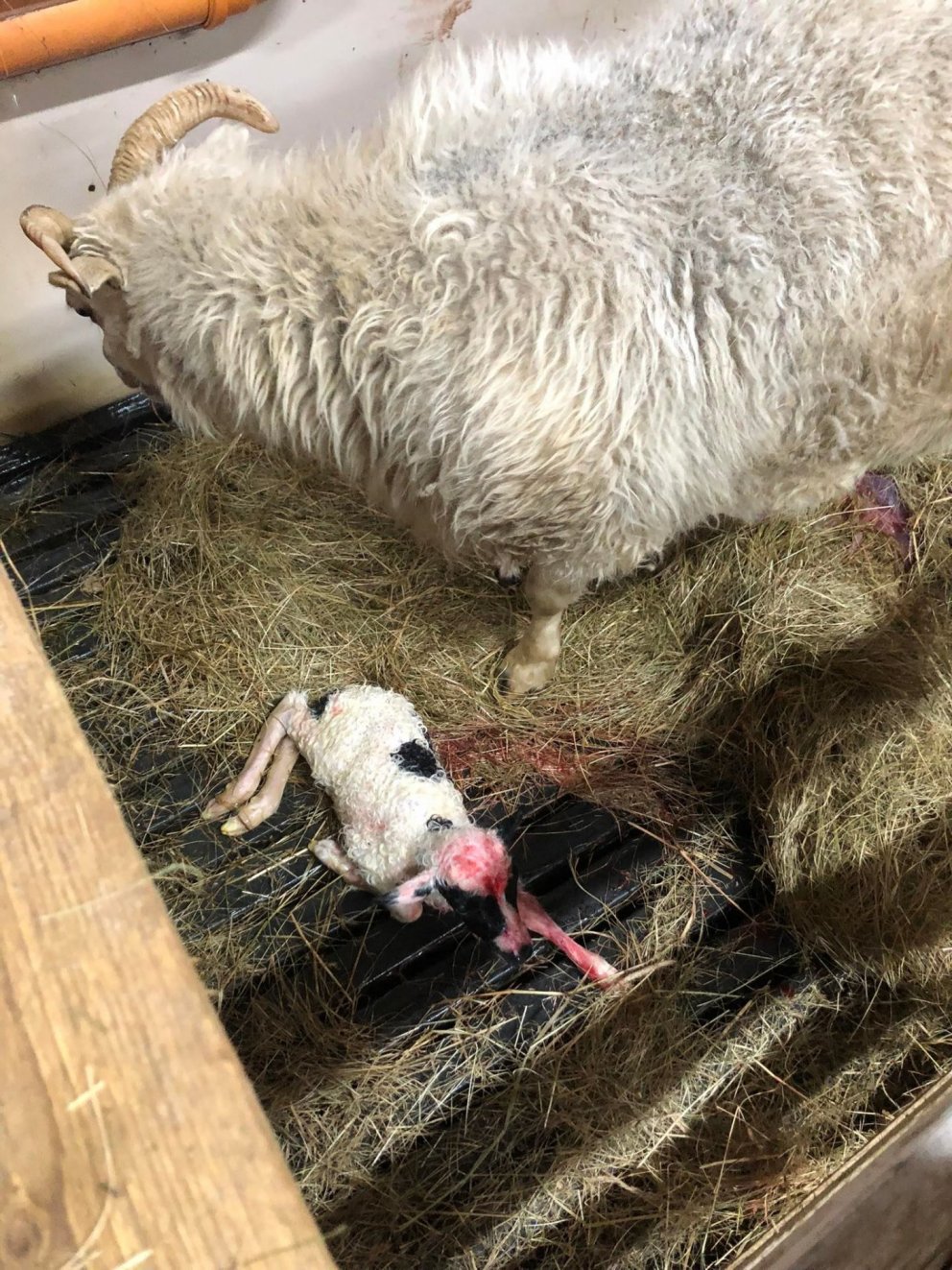 Bændur og búalið - sauðburður