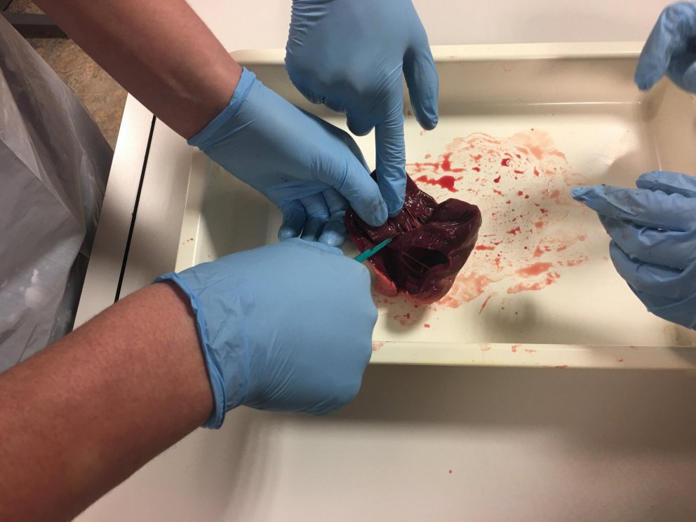 Náttúrufræði í 9. BV