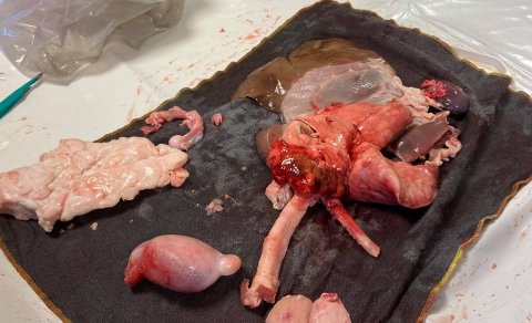 Náttúrugreinar - 6.bekkur