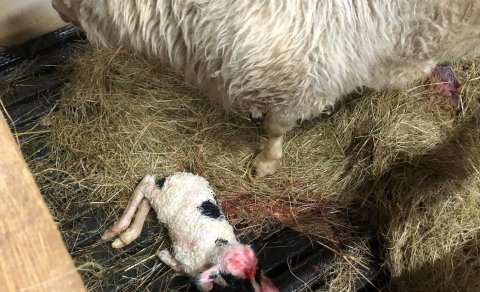 Bændur og búalið - sauðburður