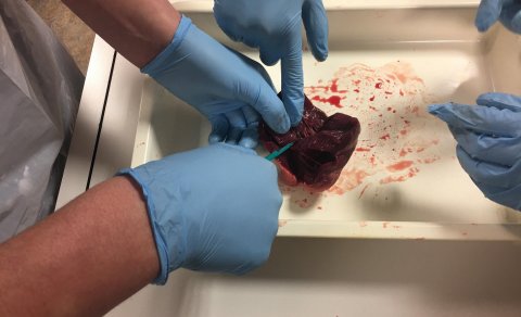 Náttúrufræði í 9. BV